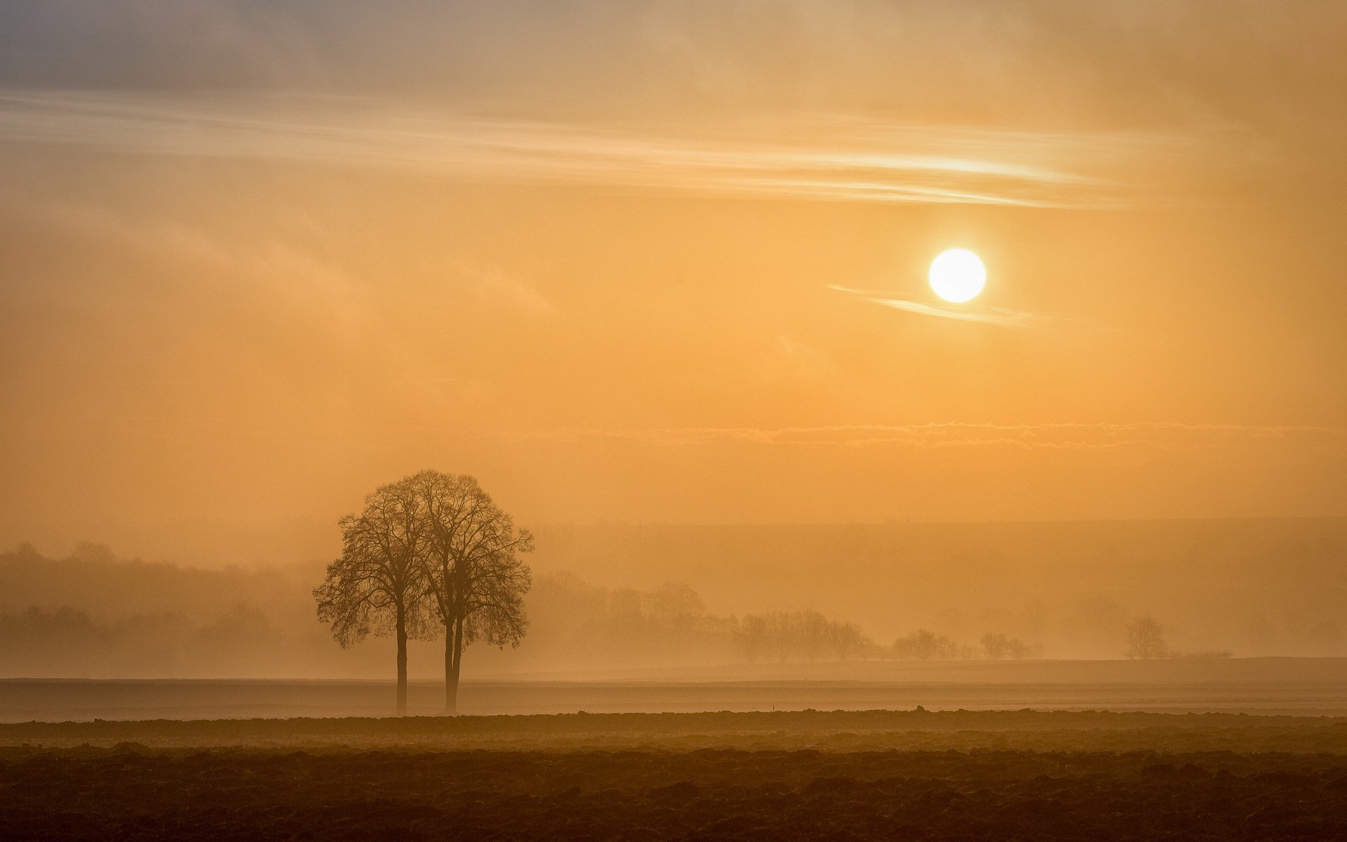 alzacja arbre région alsace francja