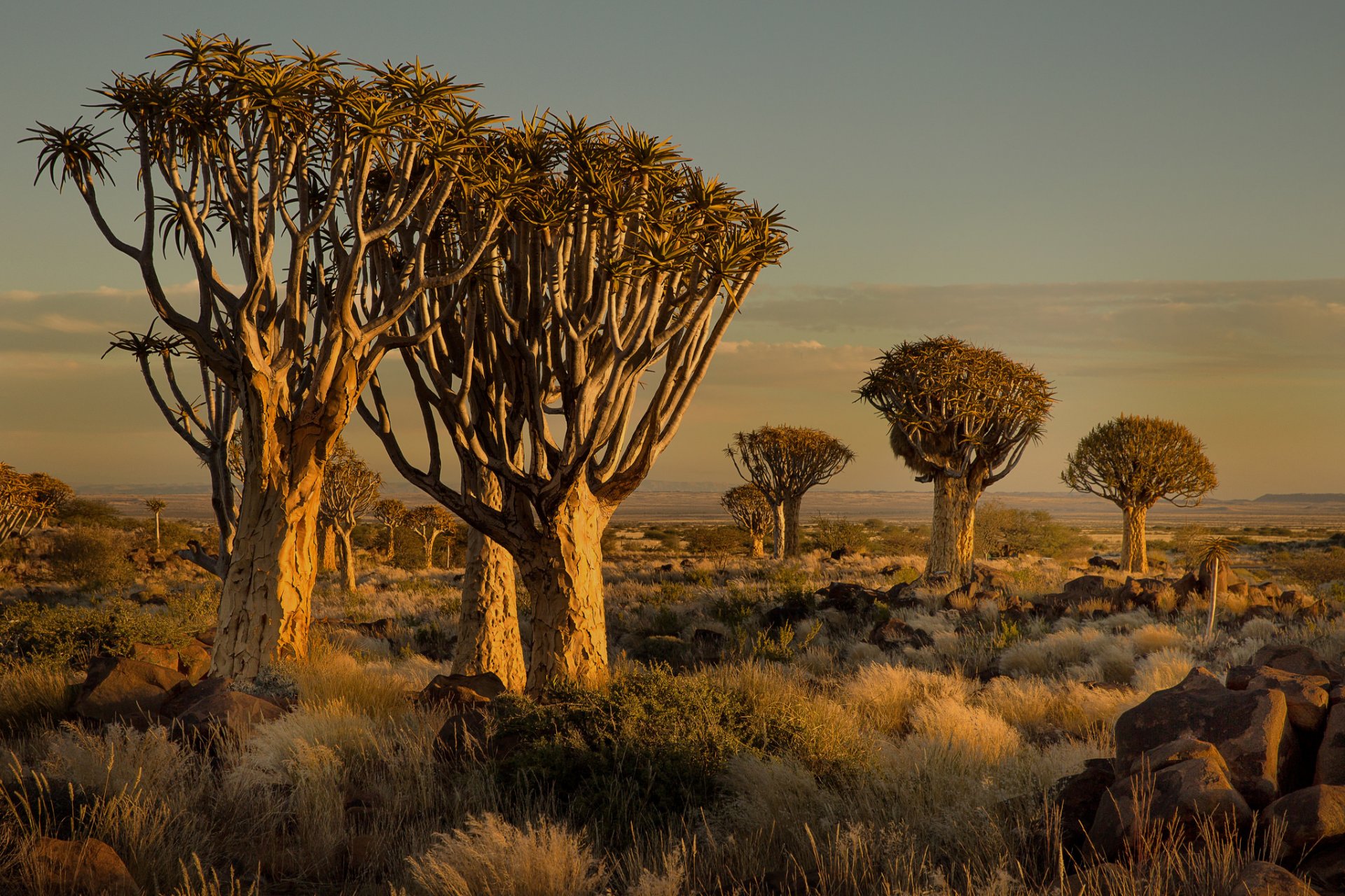 namibia africa tramonto alberi pietre erba