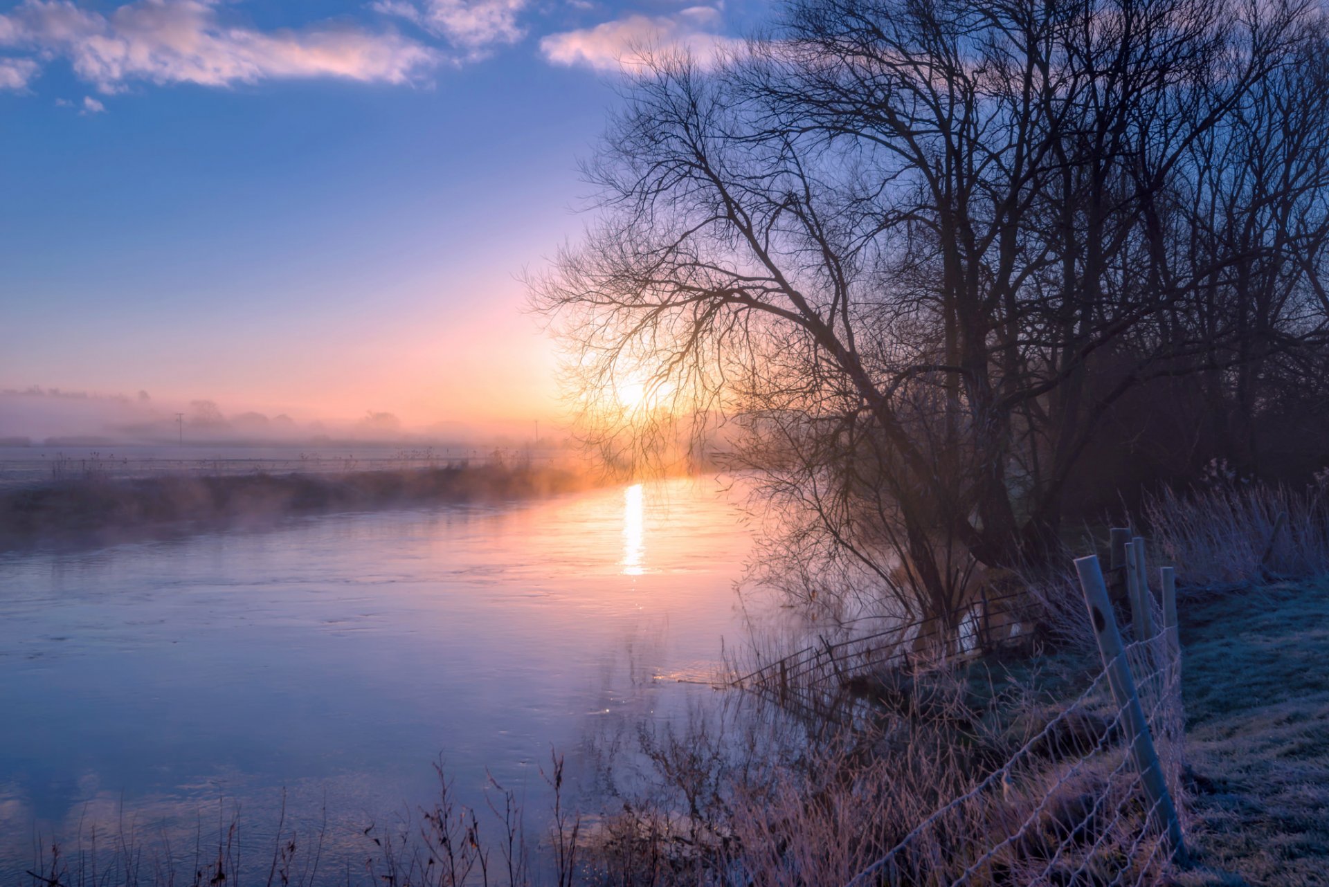 river tree fog morning early spring