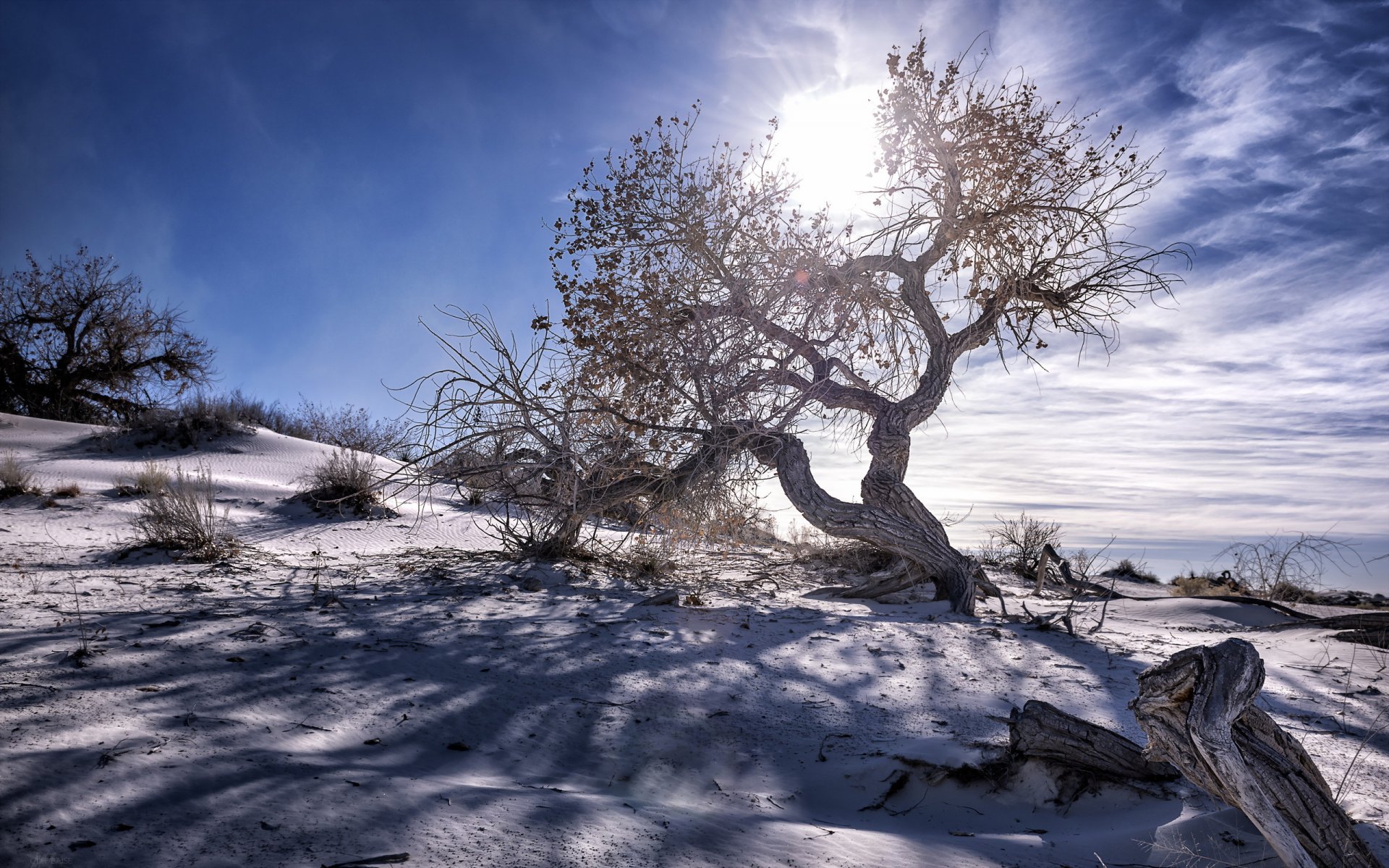 alberi cielo paesaggio