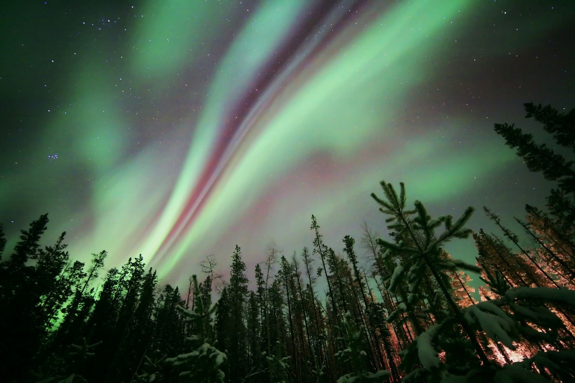 aurora aurora boreale notte natura foresta alberi stelle