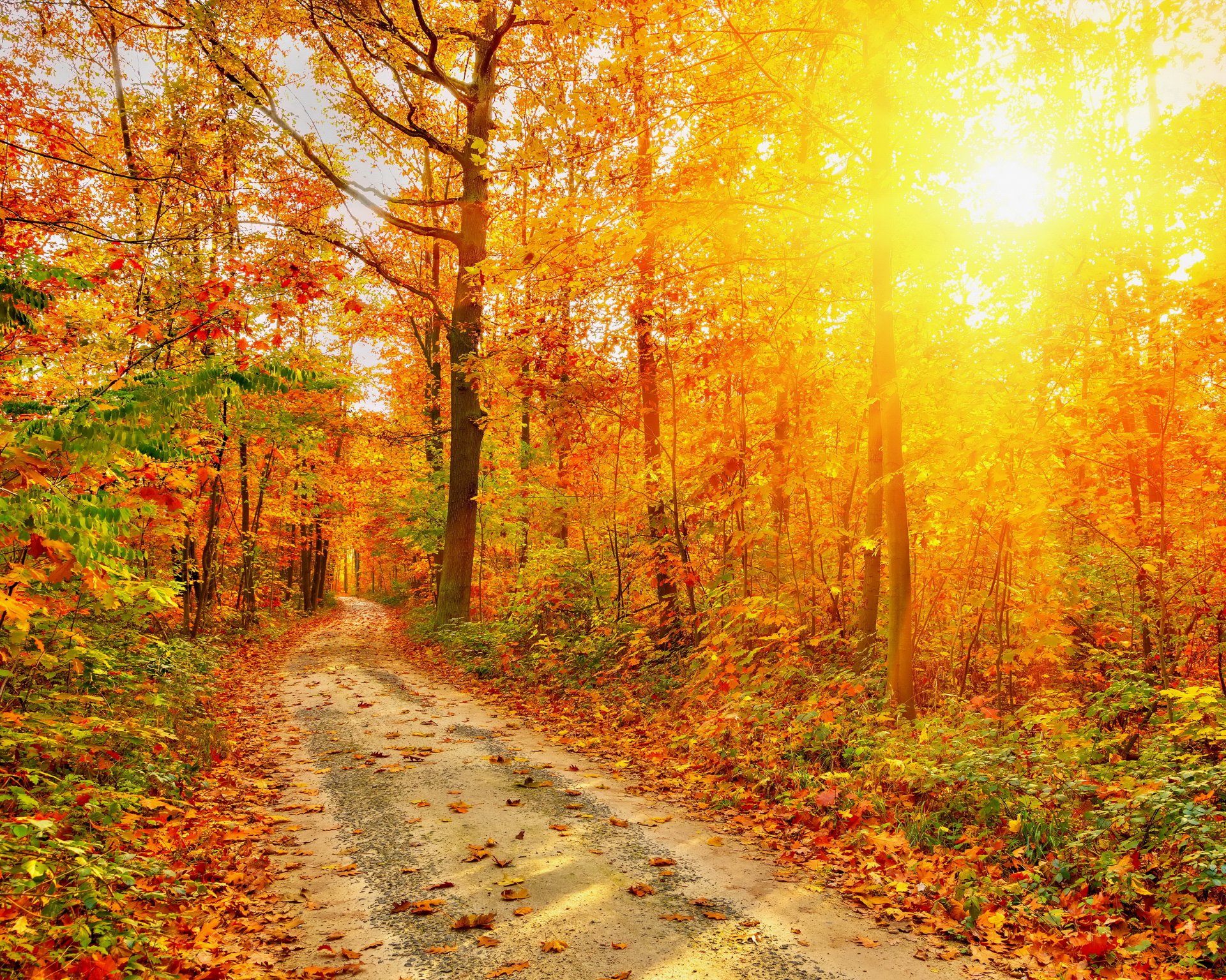 herbst wald straße bäume blätter lichtstrahlen natur foto