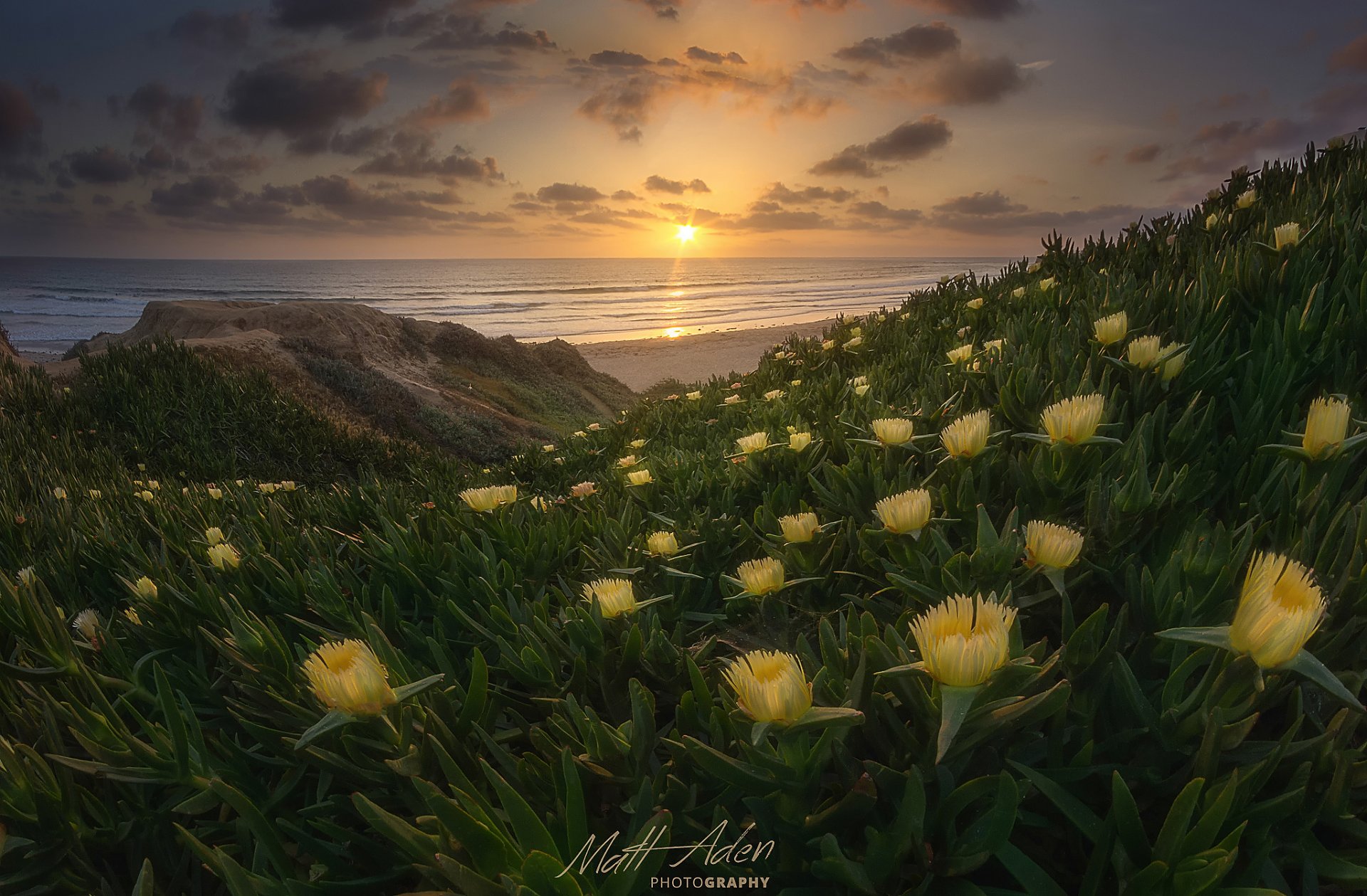 états - unis état californie san diego océan pacifique plage fleurs printemps