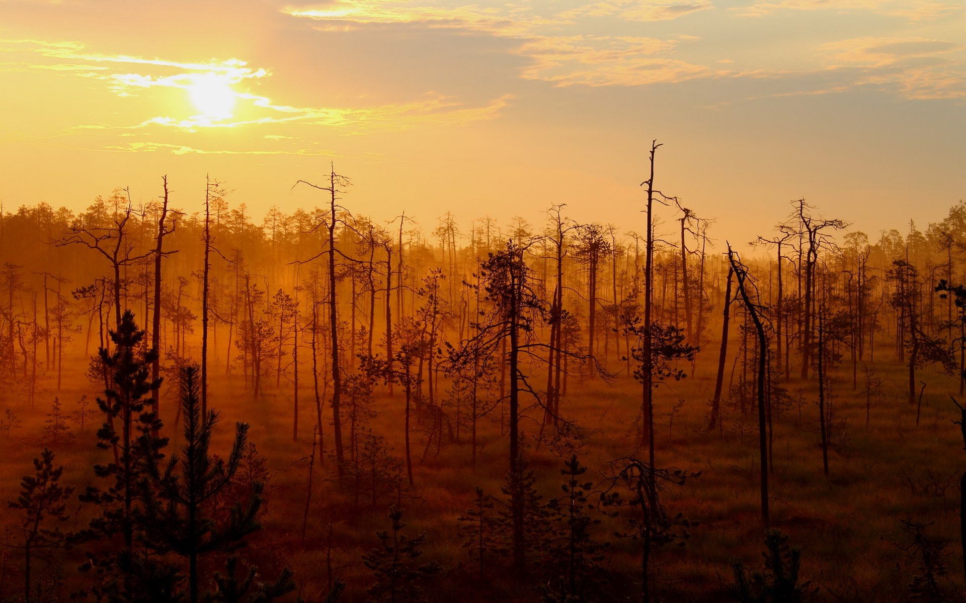 sonnenuntergang wald landschaft