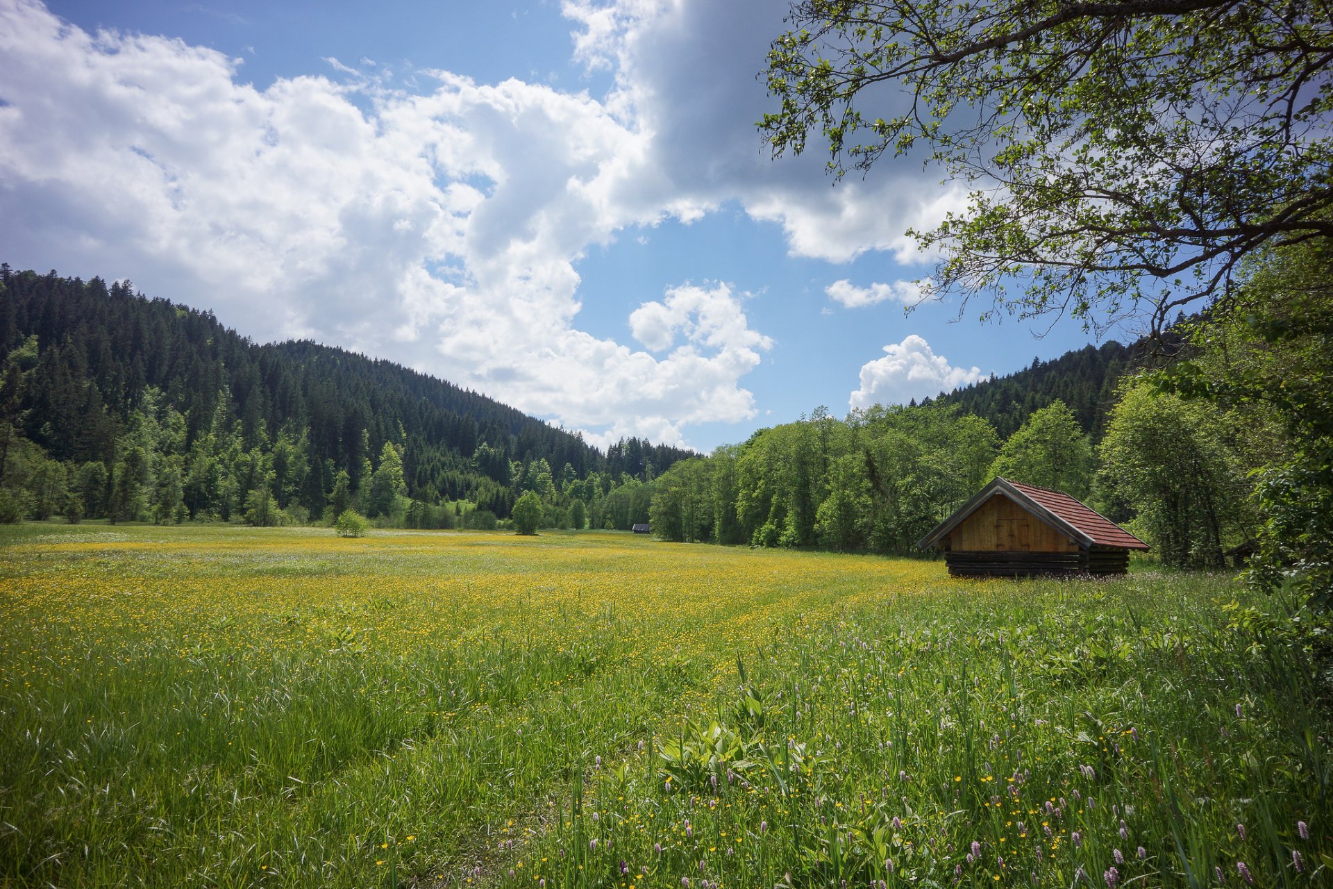 германия бавария werdenfels лето луг