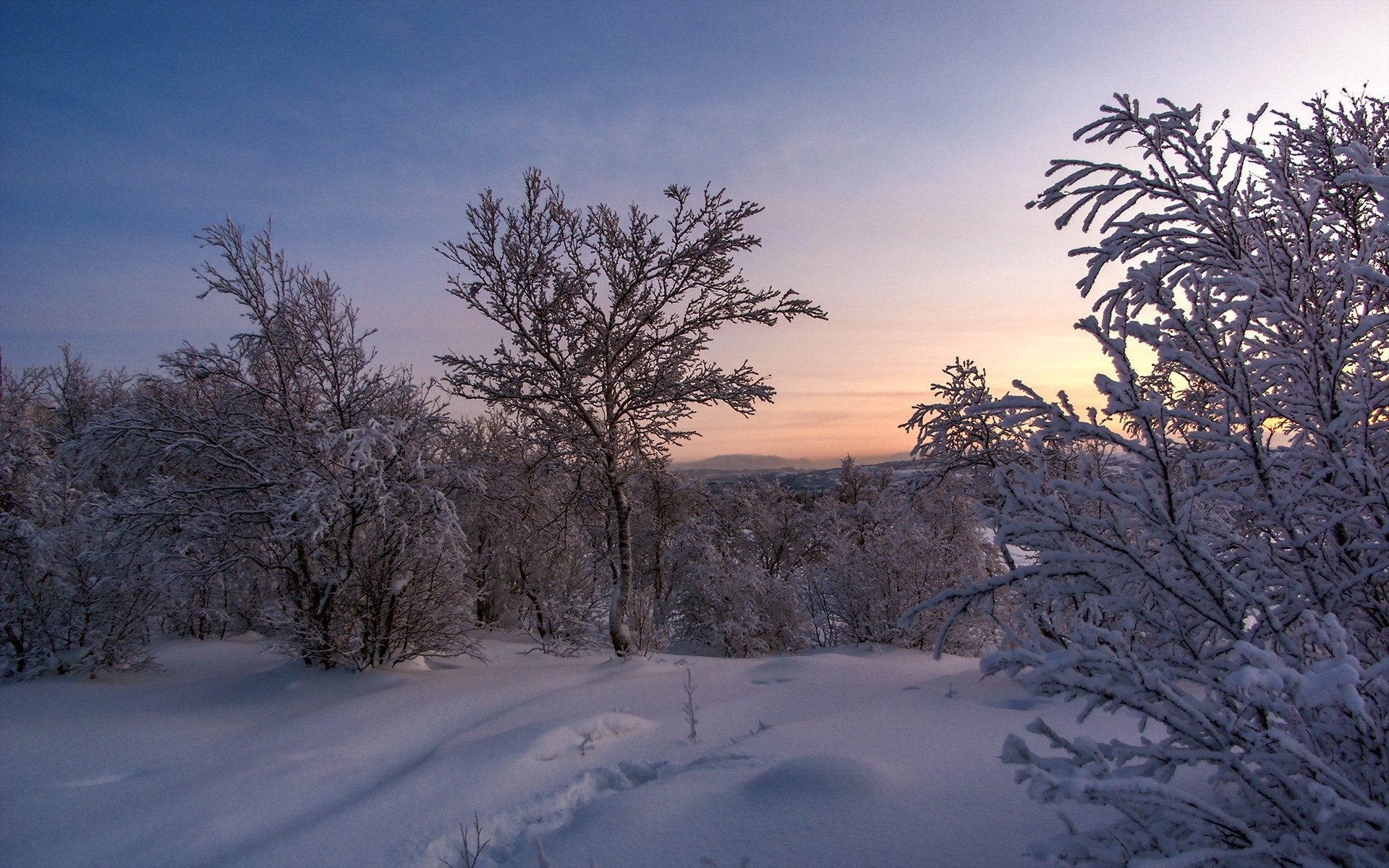 tramonto albero paesaggio