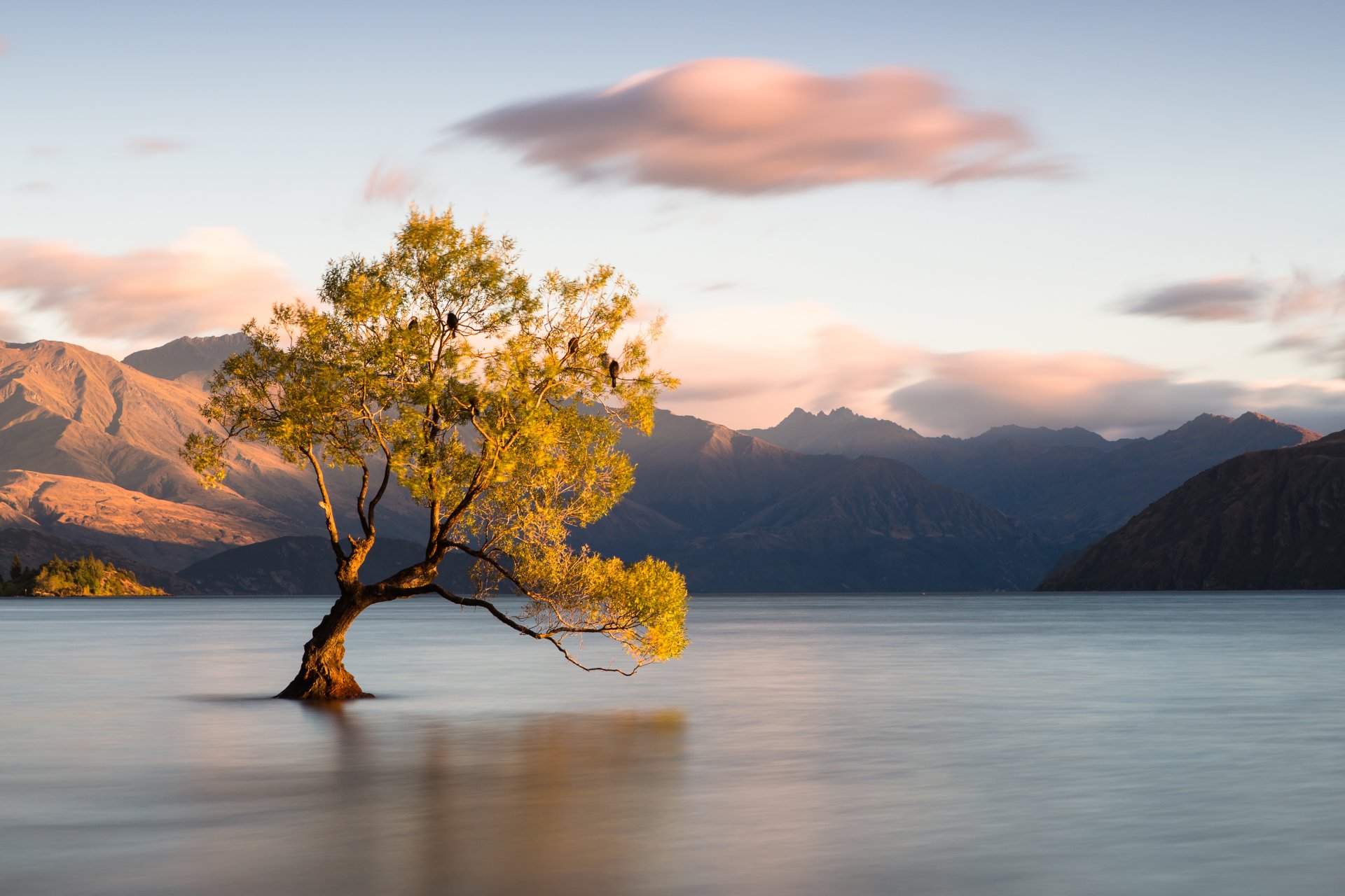 nowa zelandia wanaka otago drzewo jezioro góry ptaki chmury