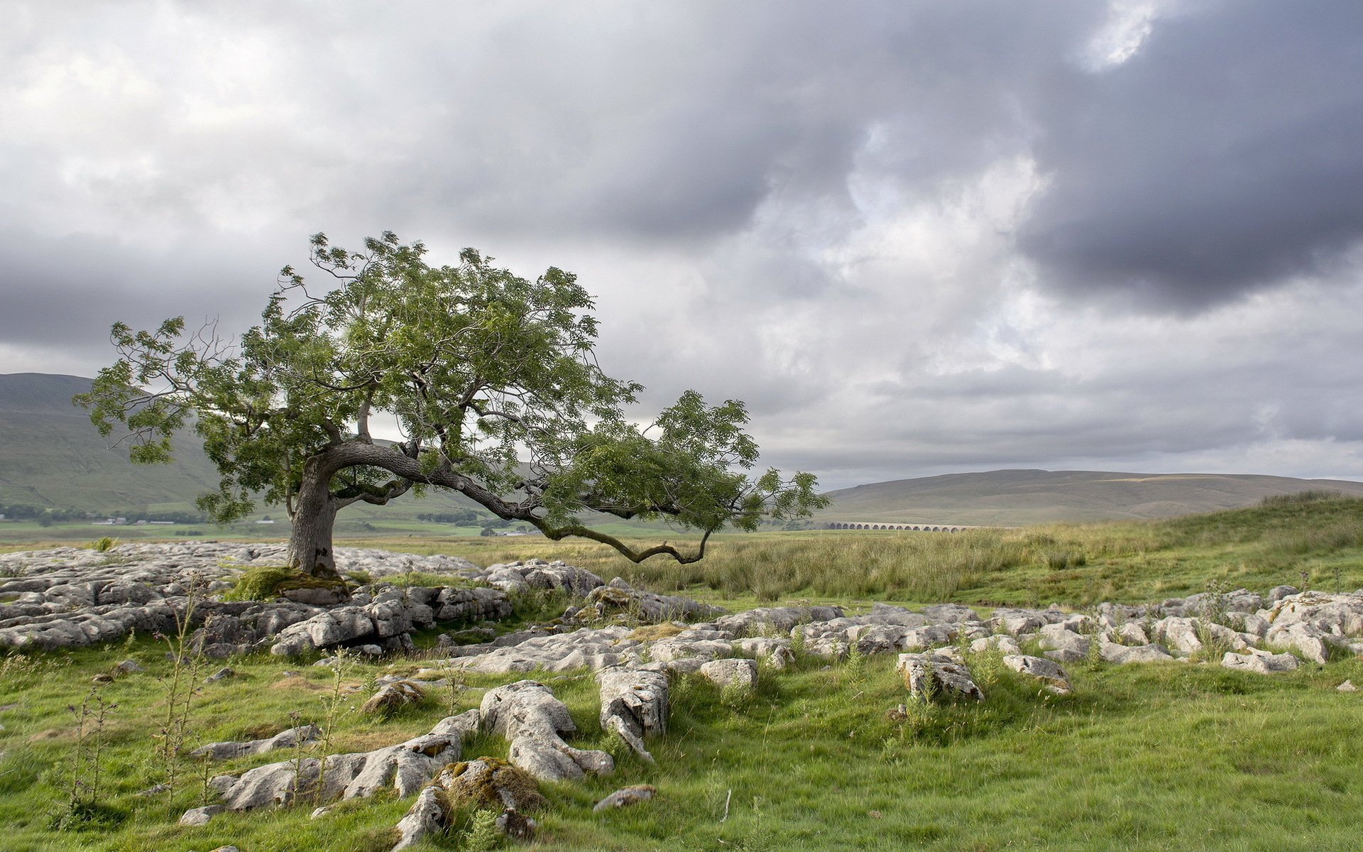 campo árbol piedras paisaje