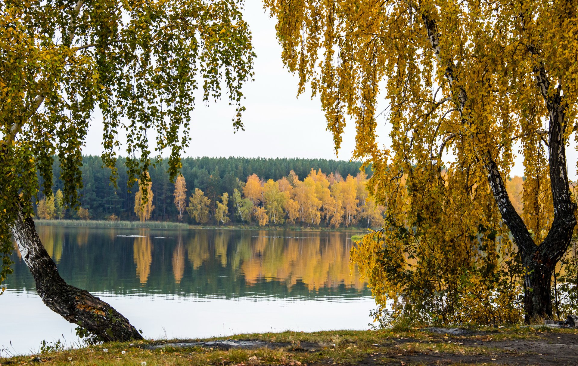 autumn river tree nature photo