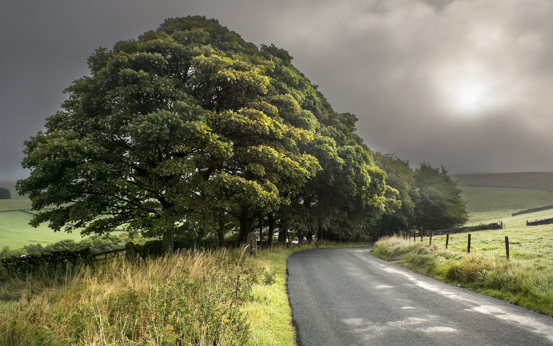 strada alberi paesaggio