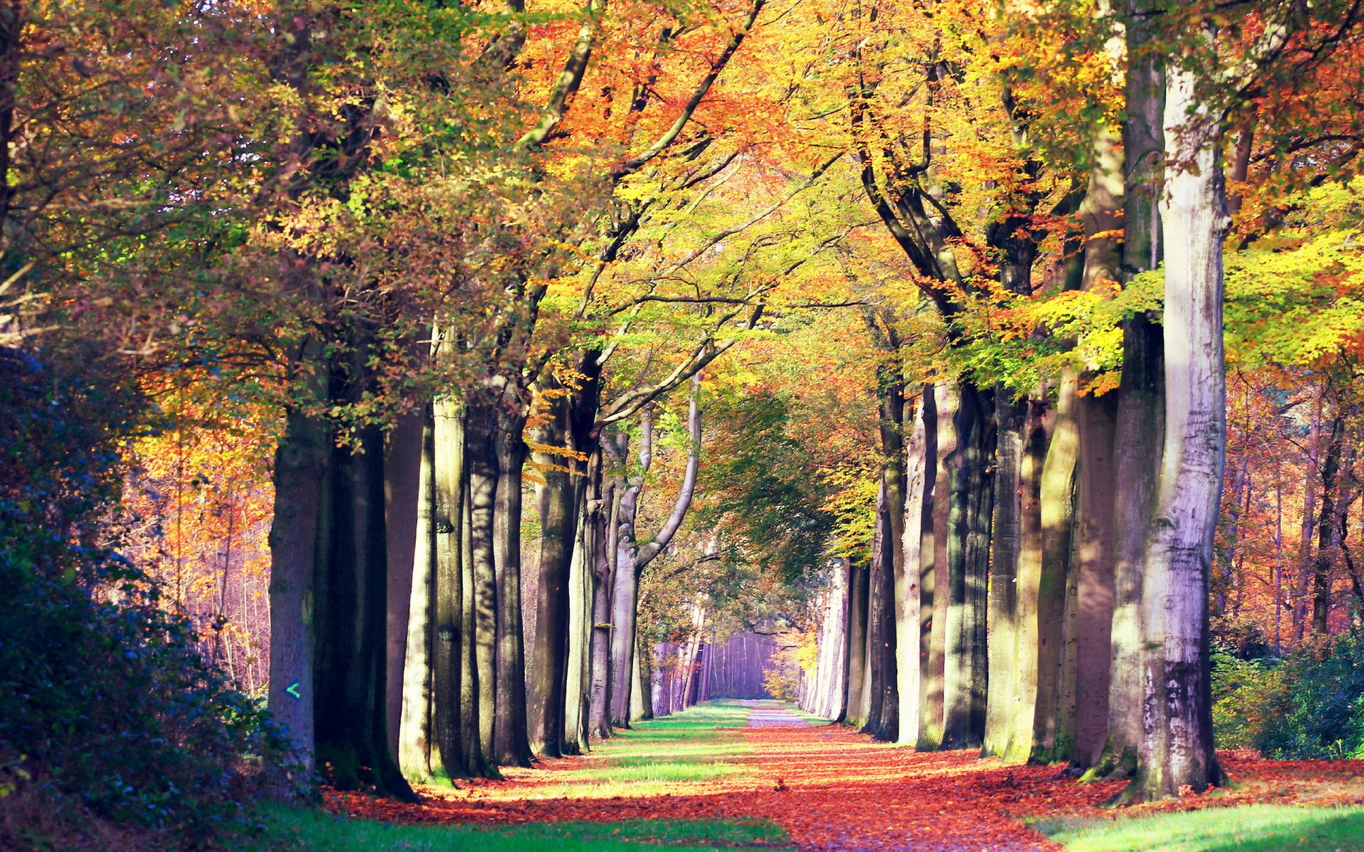 autumn road landscape