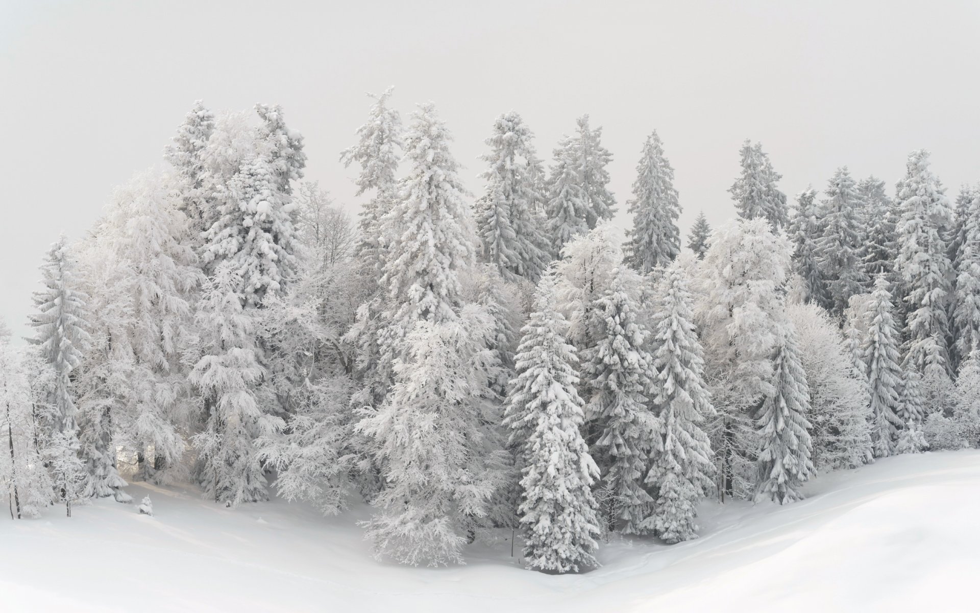 inverno alberi neve paesaggio