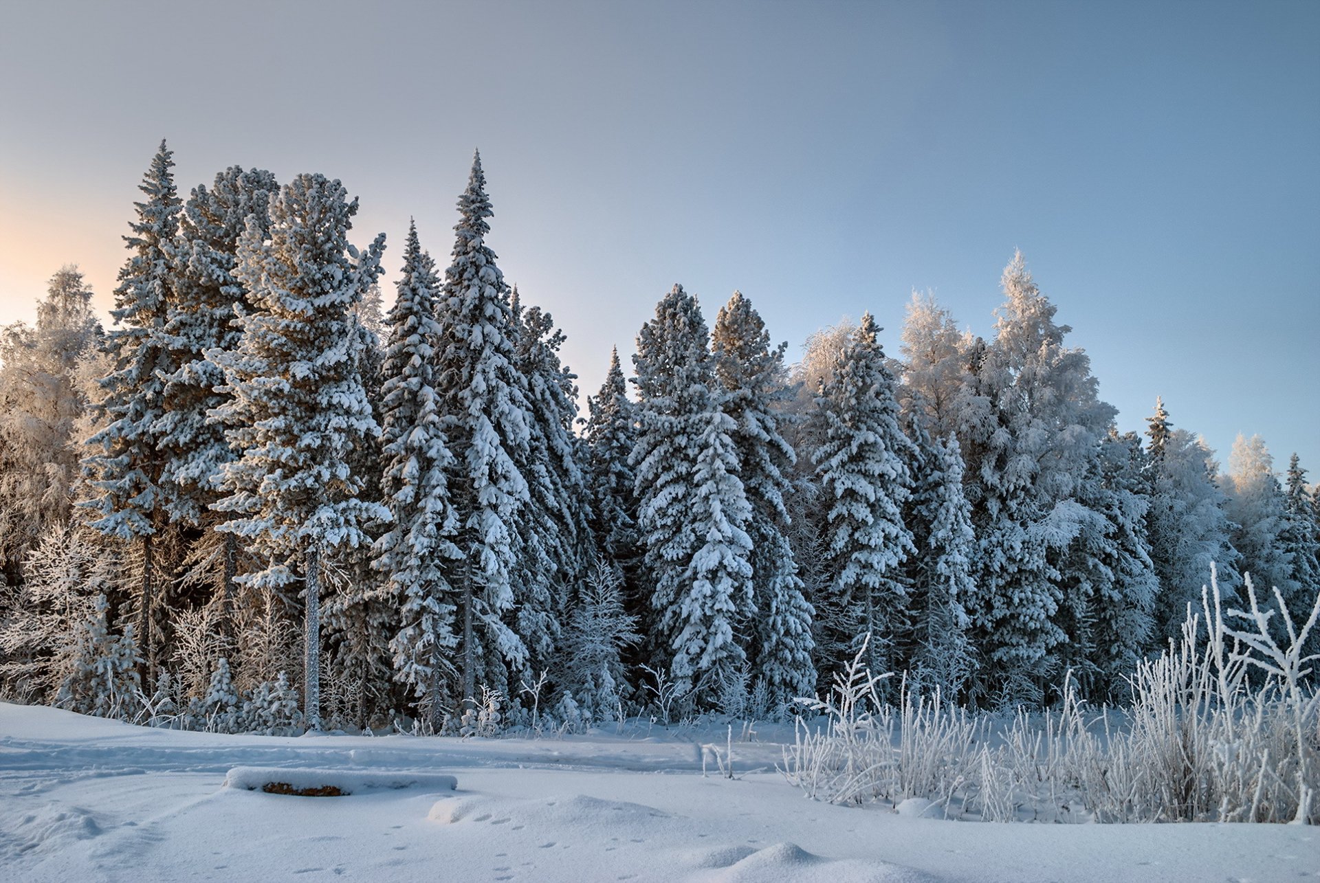 bosque nieve invierno