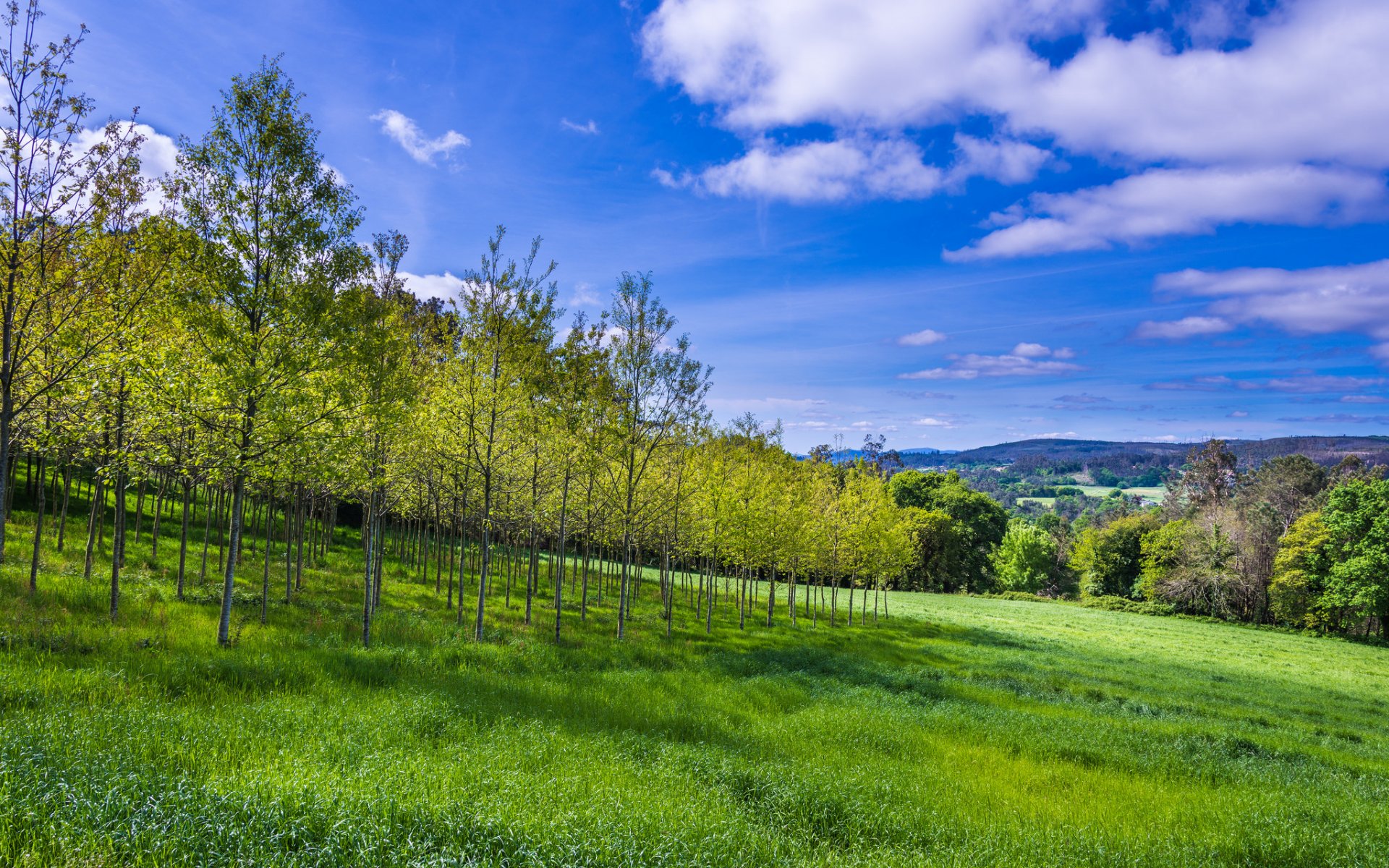 himmel wolken berge hang bäume gras herbst