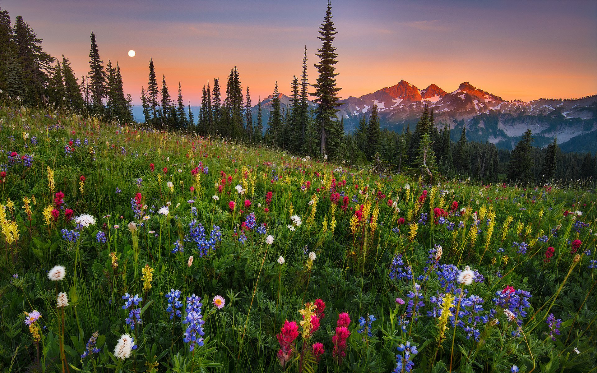 lever de la lune montagne fleurs champ