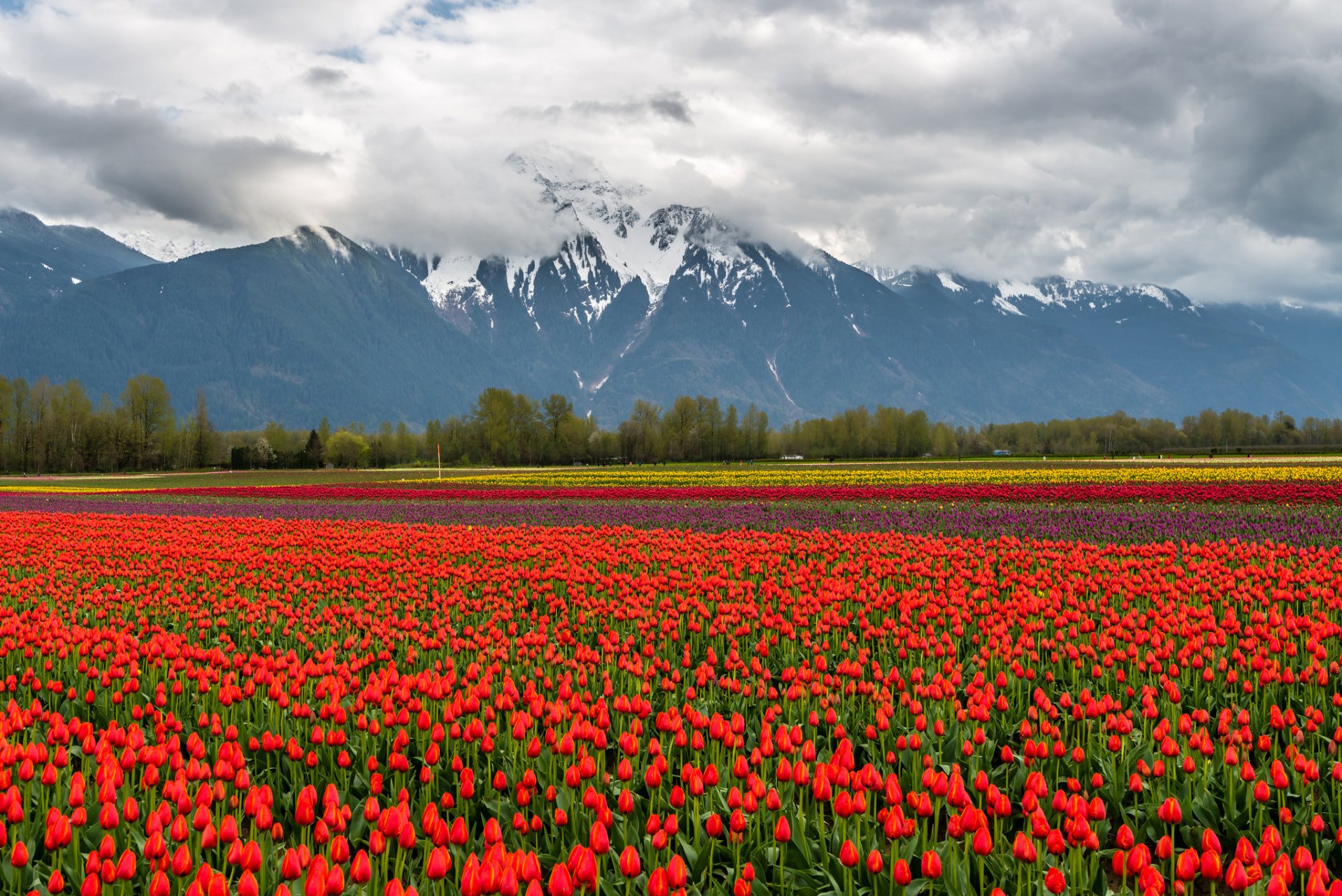 nature landscape mountain snow clouds the field flower tulip