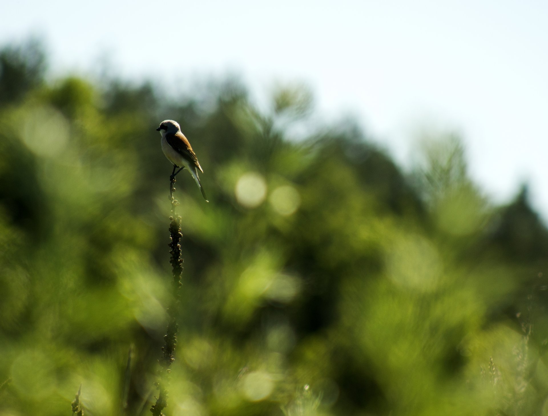 uccello natura bokeh