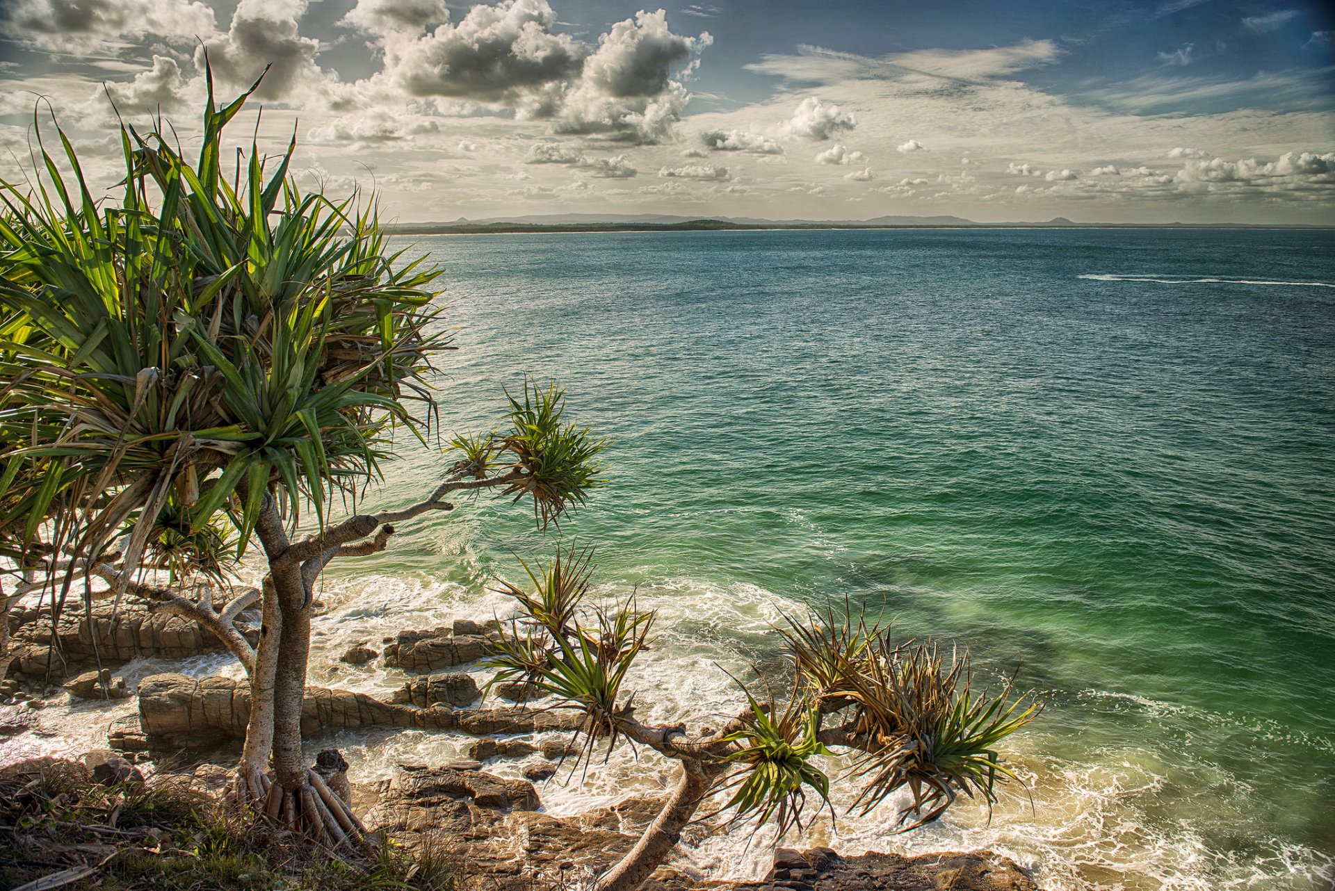 australia sea beach palm