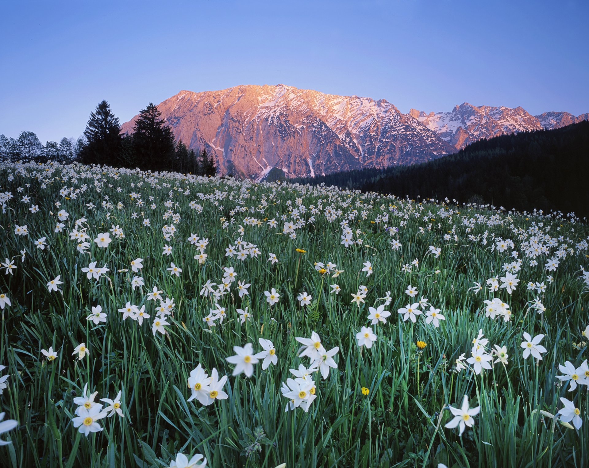 austria cielo montagne alberi prato fiori