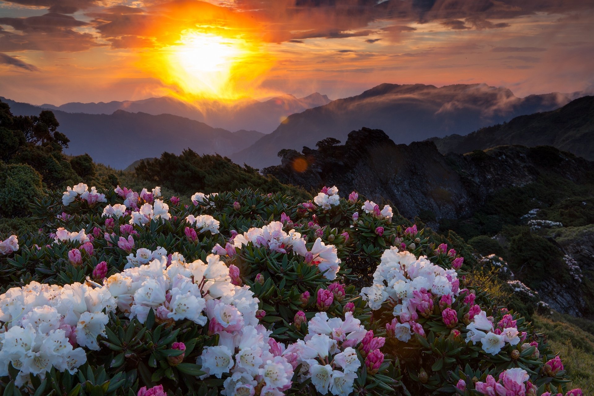 coucher de soleil fleurs montagnes