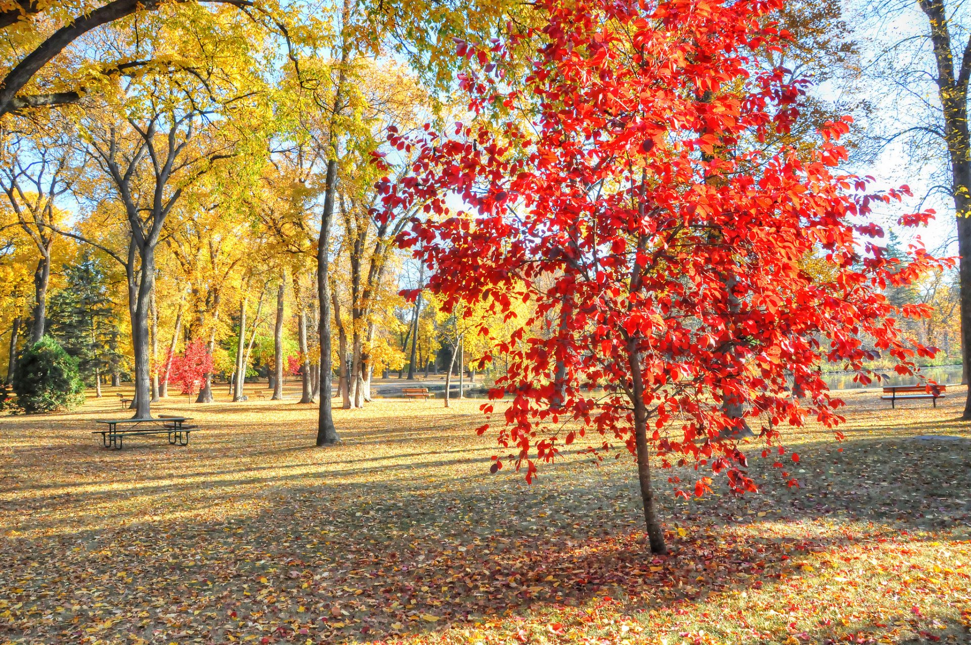 park bäume gras blätter tisch bank herbst