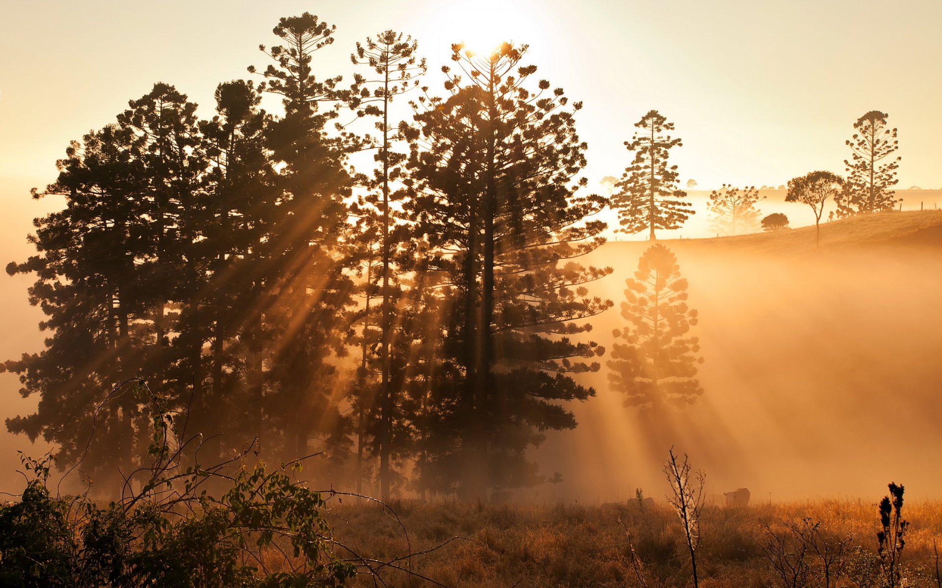 matin nature lumière