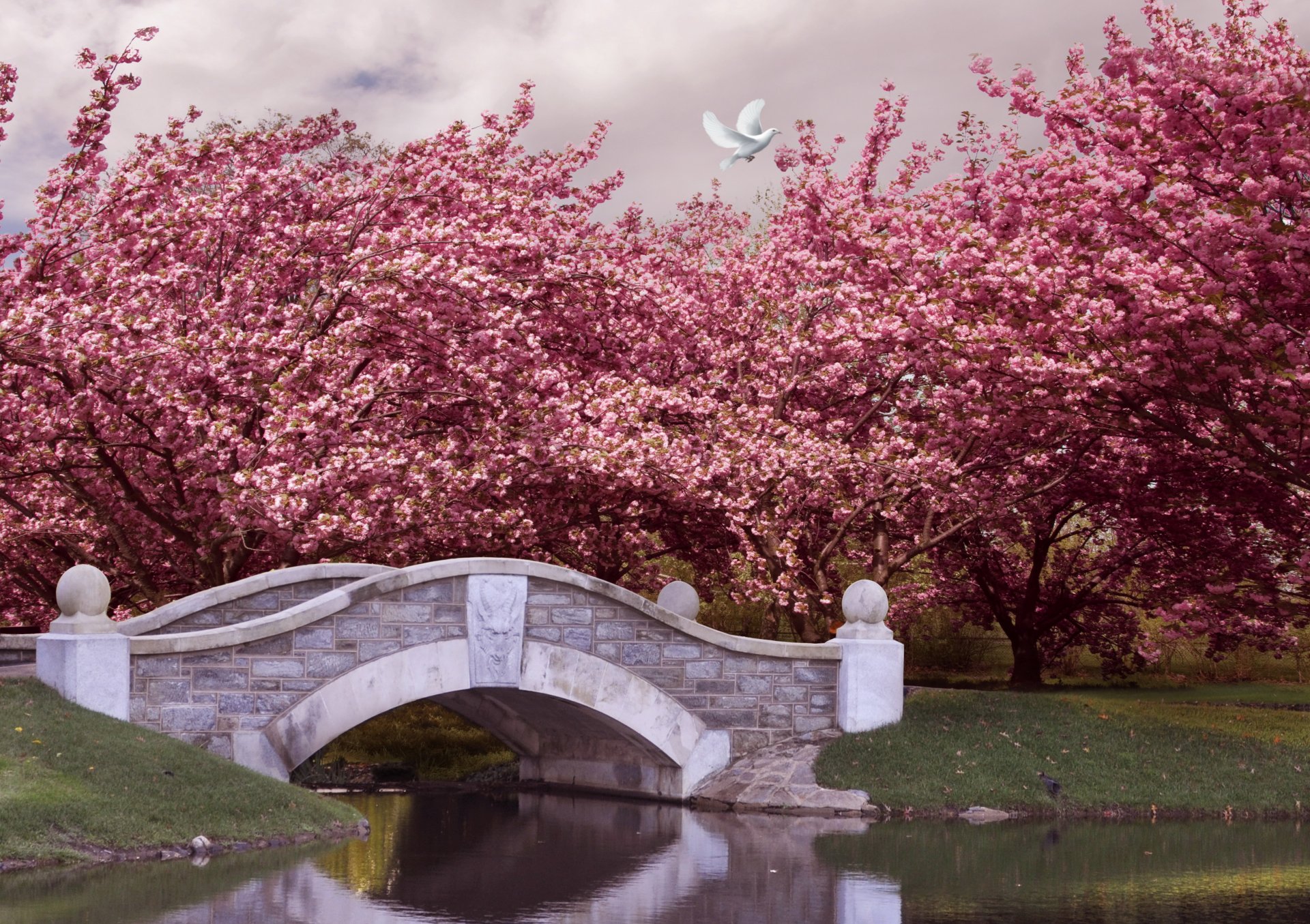 frühling park garten fluss brücke bäume blüte rosa blume frühling