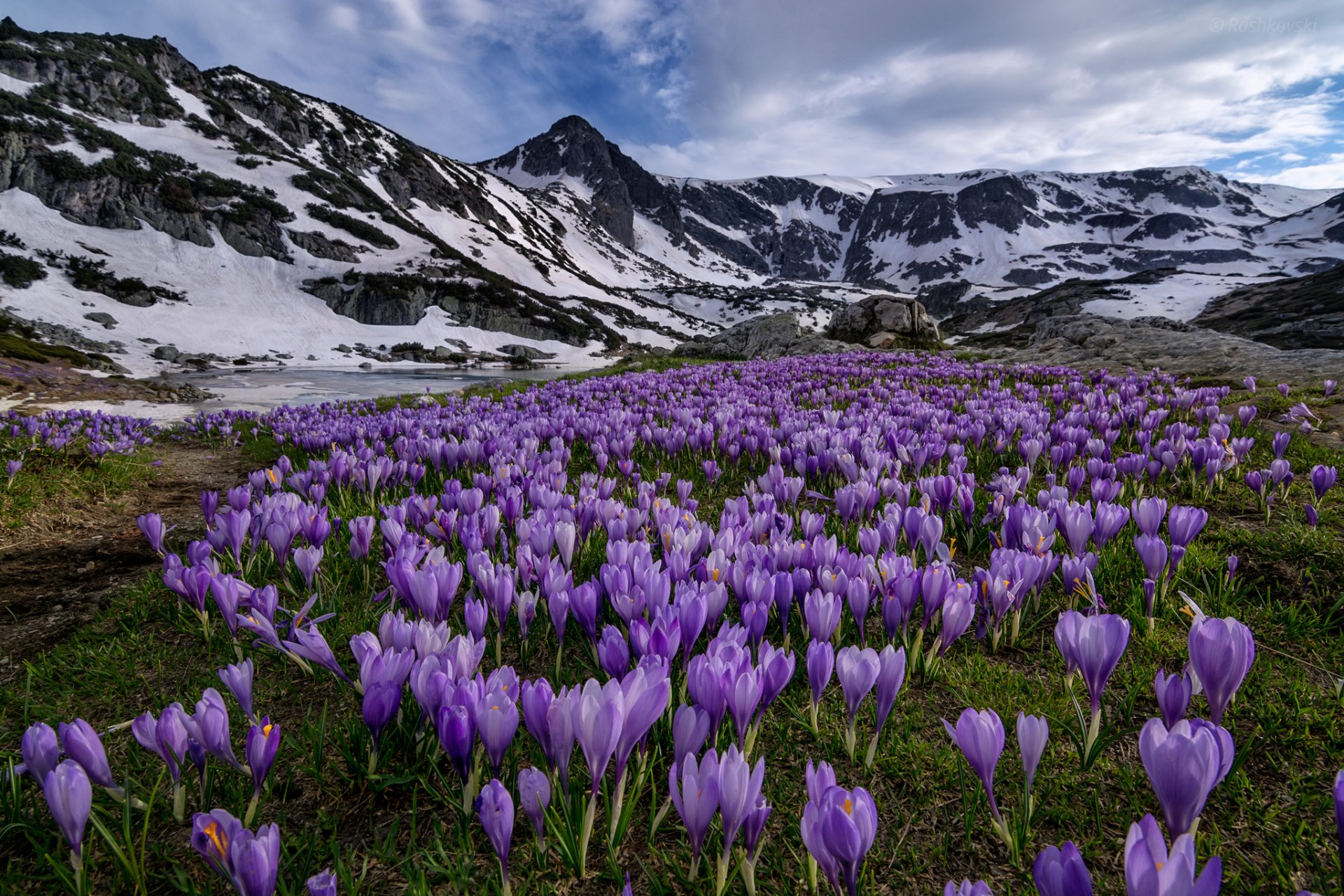 parque nacional de rila montañas de rila bulgaria parque nacional de rila montañas prado flores azafrán