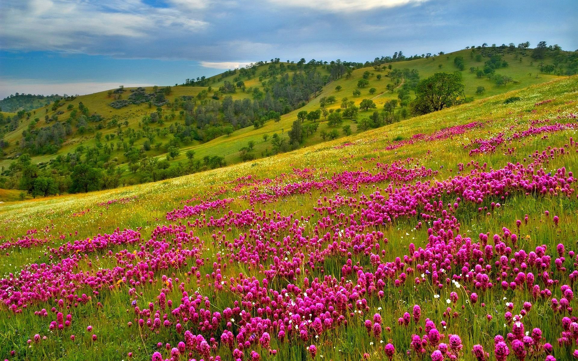 cielo montañas pendiente hierba flores