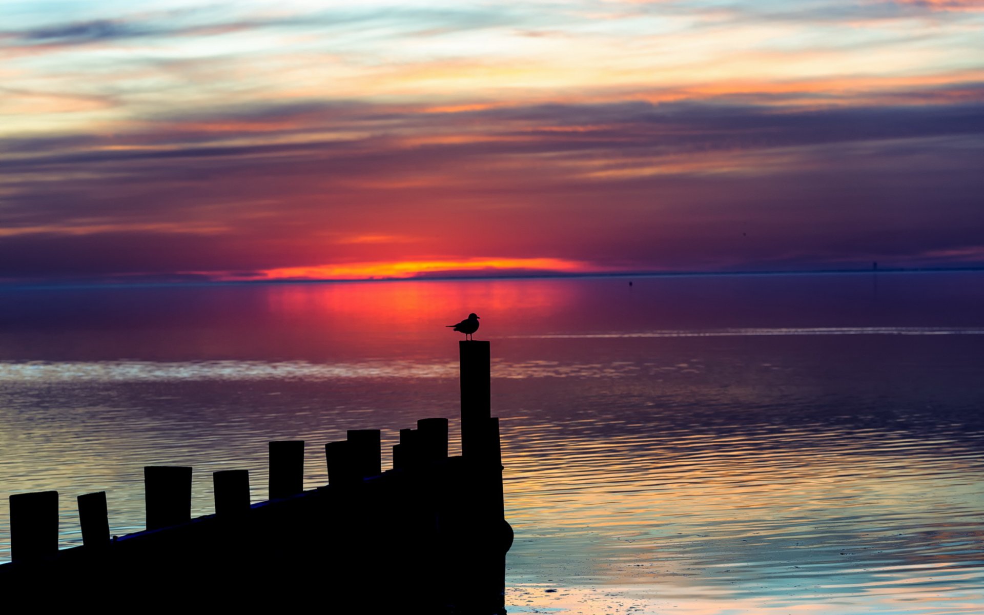 nuit ciel oiseau paysage