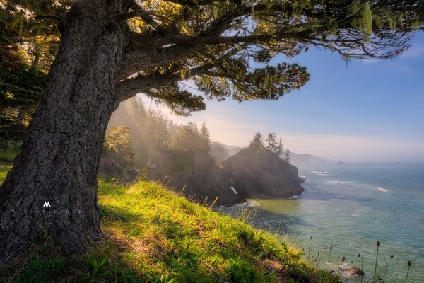 Paysage fantastique, arbre près de l eau