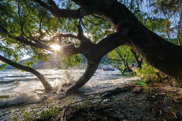 A tree by the water at sunset in New Zealand