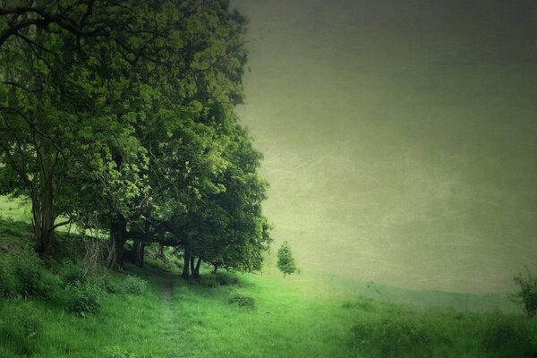 Zielone drzewa we mgle