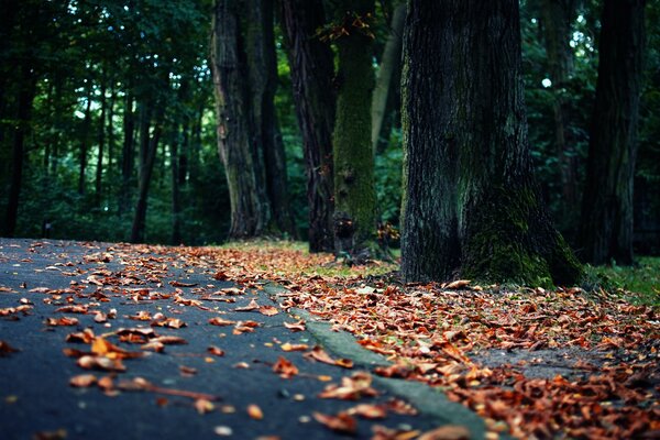 Golden forest with strewn leaves