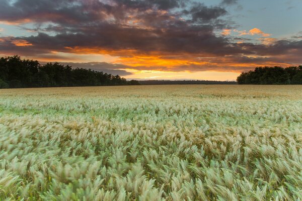 Endless field in the light of sunset