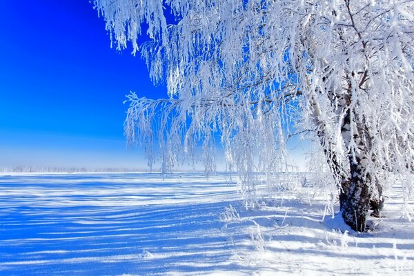 Winter Birke unter Schnee Ebene Himmel Sonne Natur Landschaft