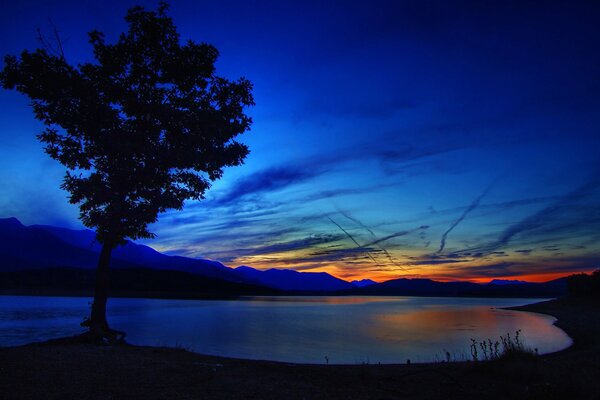 Baum am See im Moment des Sonnenuntergangs