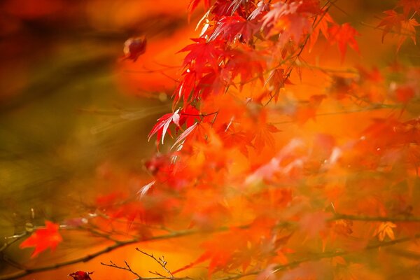 Rote Blätter auf einem Ast auf einem verschwommenen Hintergrund
