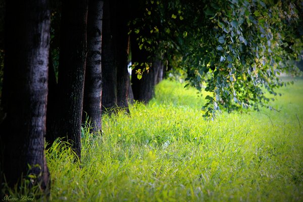 Herbe verte le long de l allée des arbres