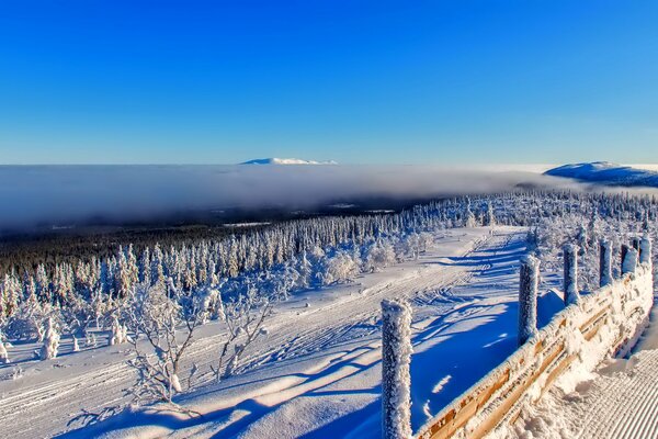 Frost, winter fairy tale, trees in the snow