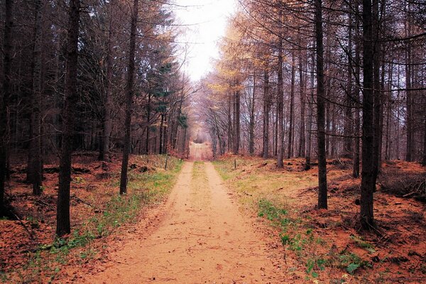 Herbstlandschaft des einschlafenden Waldes vor dem Winter