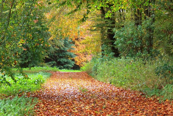 Autumn path sprinkled with foliage