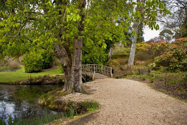 A cozy corner of nature, a bridge passing through the river in the forest