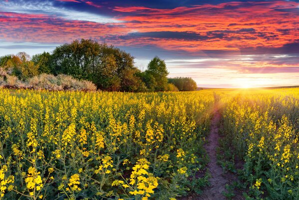 Nature landscape flowers sunset