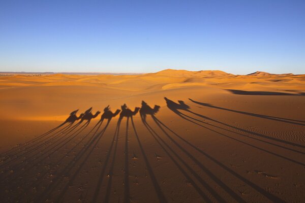 Die Schatten der Kamelkarawane in der Wüste