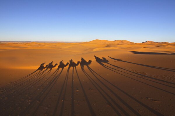 Shadows of a camel caravan in the desert