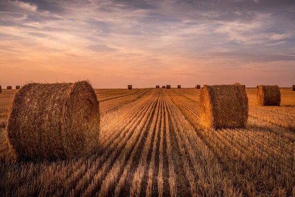 Round haystacks in the field