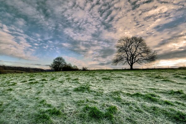 Landschaft einsamer Baum im Feld