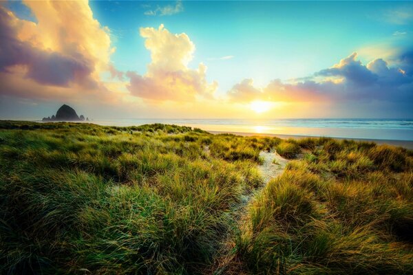 Hohes Gras auf Sonnenuntergang Meer Hintergrund