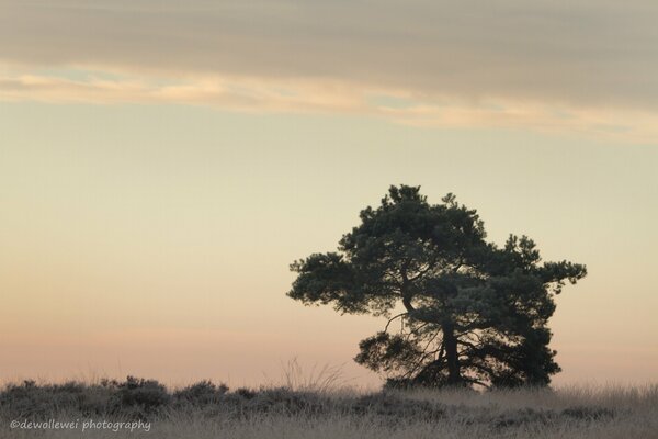 Ein Baum im Morgengrauen der Sonne